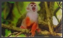 Animaux Cora 2014 - Carte Holographique - 26 - Singe écureuil