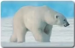 Animaux Cora 2014 - Carte Holographique - 44 - Ours polaire