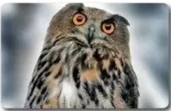 Animaux Cora 2014 - Carte Holographique - 10 - Hibou