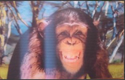 Animaux Cora 2014 - Carte Holographique - 02 - Chimpanzé