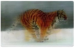 Animaux Cora 2014 - Carte Holographique - 07 - Tigre