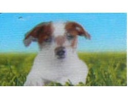 Animaux Cora 2014 - Carte Holographique - 14 - Jack Russel