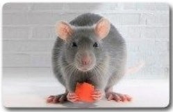 Animaux Cora 2014 - Carte Holographique - 21 - Rat
