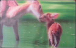 Animaux Cora 2014 - Carte Holographique - 01 - Faon