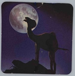 Camel