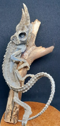 Caméléon de Jackson