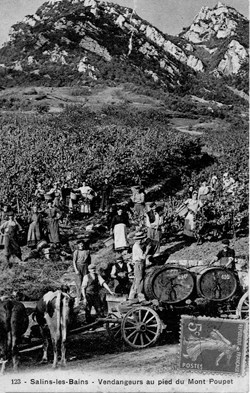 Salins les Bains (Les vendanges au pied du Mt Poupet)