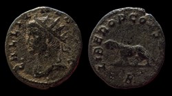 Gallienus Panther / tigress