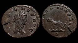 Gallienus Panther / Tigress