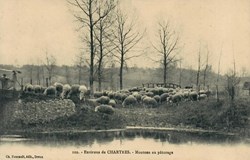 Moutons au pâturage