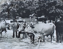 Foire aux bestiaux 1938