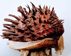 Spondylus gaederopus Linnaeus, 1758