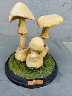 AMANITA Verna