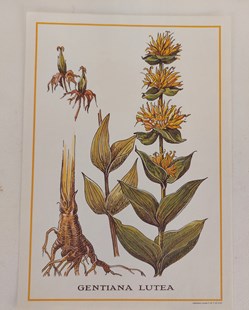 HERBIER / GENTIANA LUTEA