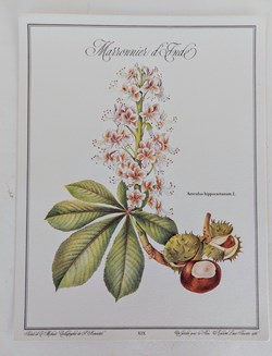 HERBIER / MARRONNIER D'INDE