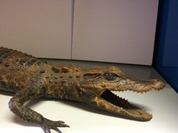 Alligator