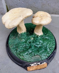 HYDNUM Repandum