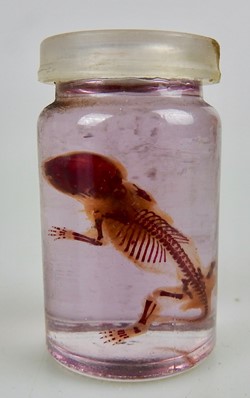Squelette d'embryon de souris