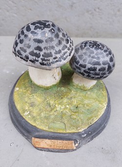 TRICHOLOMA Tigrinum