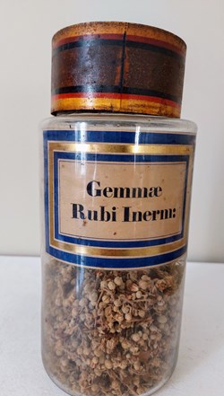 Flacon Herboristerie " Gemmae Rubi Inerm :"