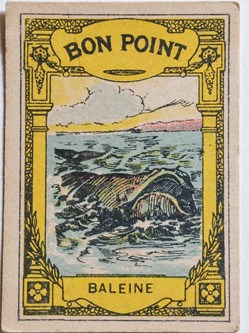 Bon Point JACQUEMAIRE - La Baleine et ses caractéristiques