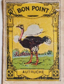 Bon Point JACQUEMAIRE - l'Autruche et ses caractéristiques