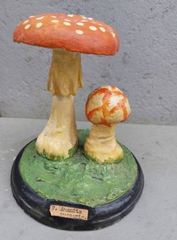 AMANITA Muscaria
