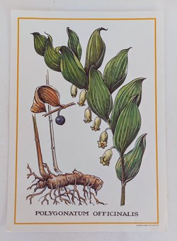 HERBIER / POLYGONATUM OFFICINALIS