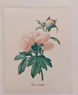 HERBIER / PAEONIA LACTIFLORA