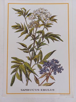 HERBIER / SAMBUCUS EBULUS