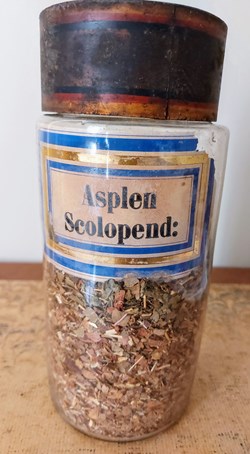 Pot de Pharmacie " Asplen Scolopend :"