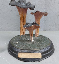 CANTHARELLUS Clornucopioides