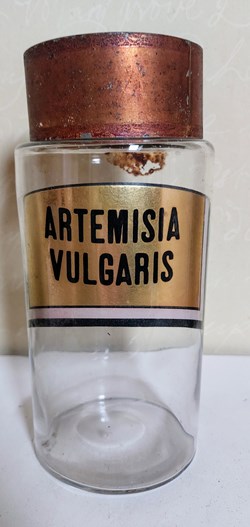 ARTEMISIA VULGARIS / Pot 23 cm