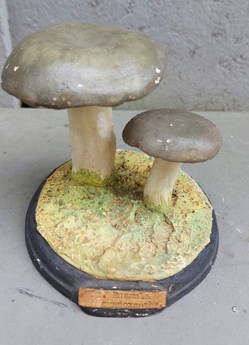 RUSSULA Cyanoxantha