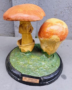 AMANITA caesarea