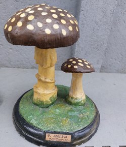 AMANITA Pantherina