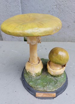 AMANITA Phalloides
