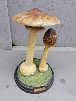 MACROLEPIOTA Procera