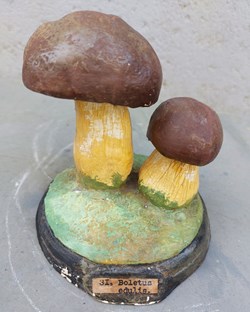 BOLETUS edulis