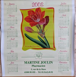 CALENDRIER 2008 _ Amaryllis