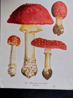 Atlas des champignons / Ed. Bordas Planche 26