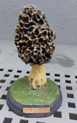 MORCHELLA Vulgaris