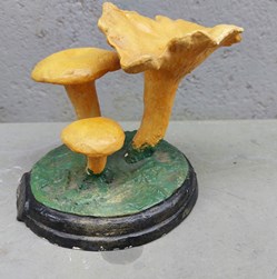CANTHARELLUS Cibarus