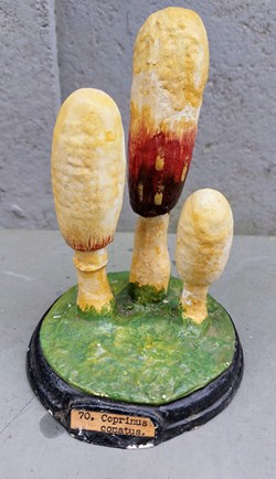 COPRINUS Comatus