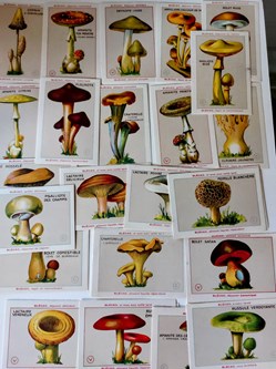 32 Cartes champignons Blécao à collectioner