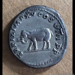 Titus - denier - elephant