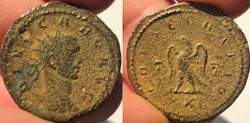 Divus Carus