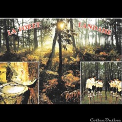 Carte Postale (40) Landes