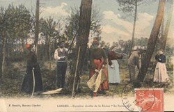 Carte Postale (40) Landes: Dernière récolte de la résine