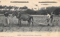 Carte Postale (40) Landes